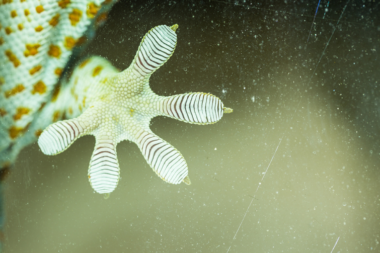 Gecko foot